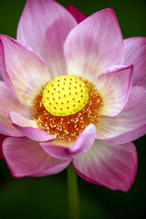 Lotus A Petal At The End Of - Free photo on Pixabay - Pixabay