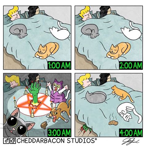 Sleeping with cats be like... : r/FunnyAnimals