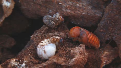 Stock video of red palm weevil larva or coconut | 12099710 | Shutterstock