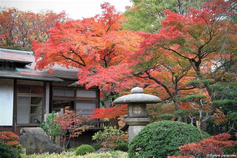 Koyo: Japanese maple trees’ red leaves - Momijigari: Contemplating ...