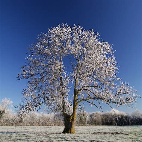 Tree Frost Field - Free photo on Pixabay - Pixabay