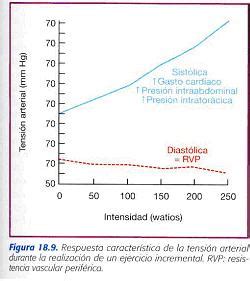 Presion arterial durante el ejercicio – Dietas de nutricion y alimentos