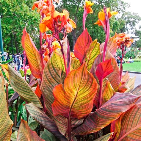 Breck's Orange Phasion Canna Lily Bulbs 3-Pack at Lowes.com