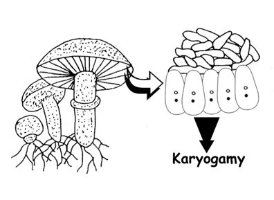 Mushroom Life Cycle