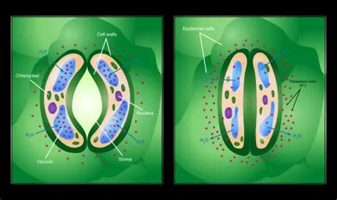 Epidermis Cell Types - Epidermal Cells A Complete Overview Microscope Clarity - The epidermis is ...