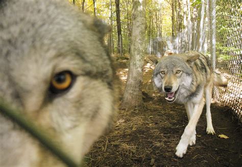 Maine wolf sanctuaryhas heart, no permits - The Portland Press Herald / Maine Sunday Telegram