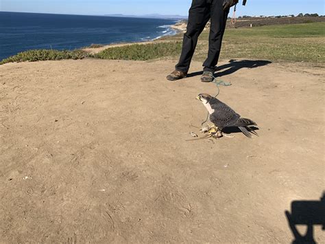 Flying With Falcons In California: A Falconry Experience Not To Be ...