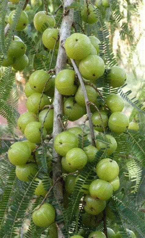 AMLA Tree Seeds phyllanthus Emblica, Emblic, Emblic Myrobalan ...