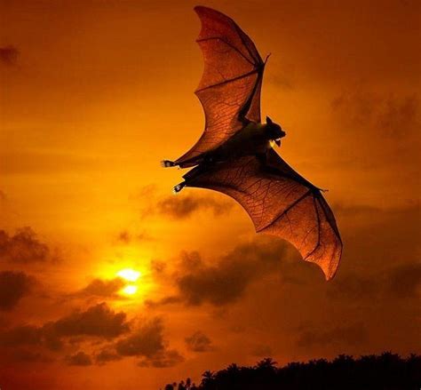 Bat Wallpapers - Top Free Bat Backgrounds - WallpaperAccess