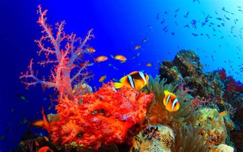 fish, Fishes, Underwater, Ocean, Sea, Sealife, Nature Wallpapers HD ...