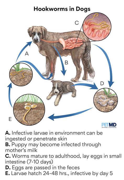 What Can Kill Worms In Dogs