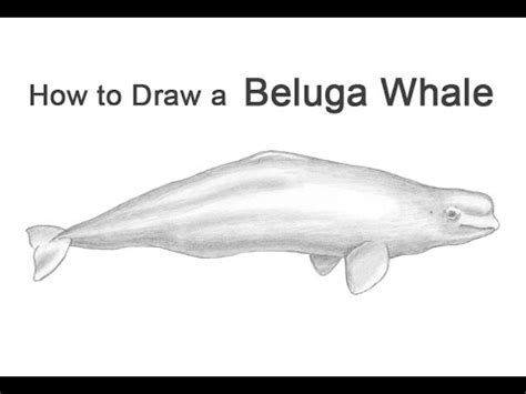 How to Draw a Beluga Whale - YouTube