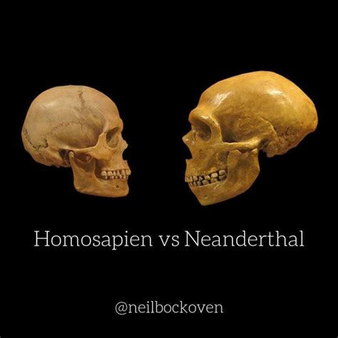 Neanderthal vs. Homo Sapien Skull proves who had a Bigger Brain