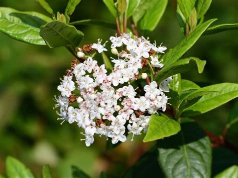 Viburnum Shrub - How To Care For Viburnum