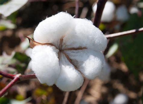 Cotton Plant Images ~ Cotton Textile Industry Production Buyers Exposed Private Pakistan Crop ...