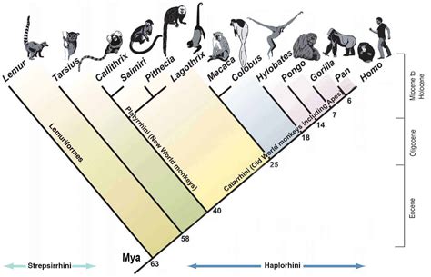 Tag: Evolution - Answers In Reason