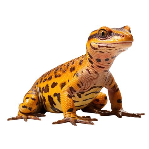 Salamander isolated on transparent background . AI Generated 27246956 PNG