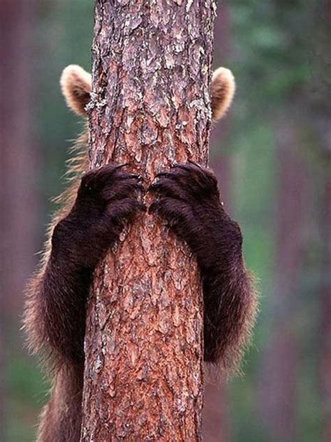 40 Cute Pictures of Animal Playing Hide and Seek - Tail and Fur