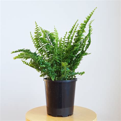 'Fluffy Ruffles' Fern, Junior - Plant and Pot NZ