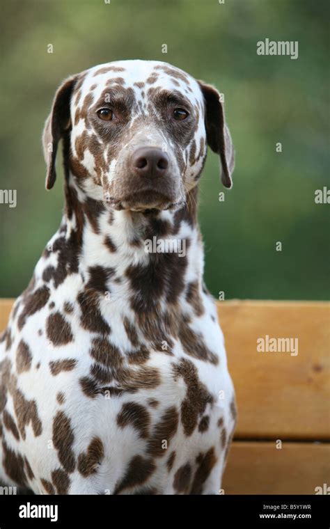 dalmatian dog with brown spots Stock Photo - Alamy