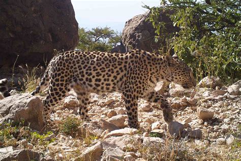 Arabian Leopard Habitat