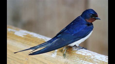 Barn swallow Facts Interesting Facts about Barn swallow - YouTube