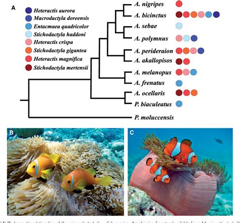 Figure 1 from Insights into the Genomics of Clownfish Adaptive Radiation: Genetic Basis of the ...