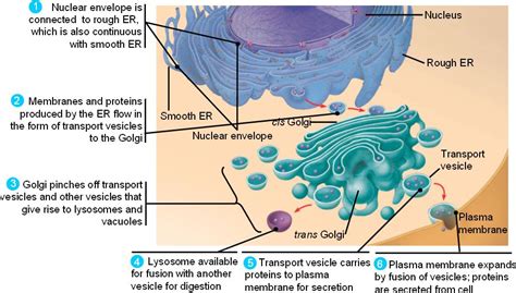 endomembrane_system.html 06_16EndomembraneSystem.jpg