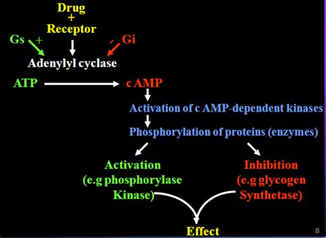 Mechanism of Drug Action -Drug Receptor Interactions – howMed