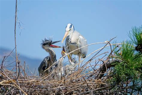 Nest of Grey Heron stock photo. Image of animal, water - 116048442