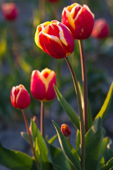 The Tulips of Skagit County – Cat's Paw Images