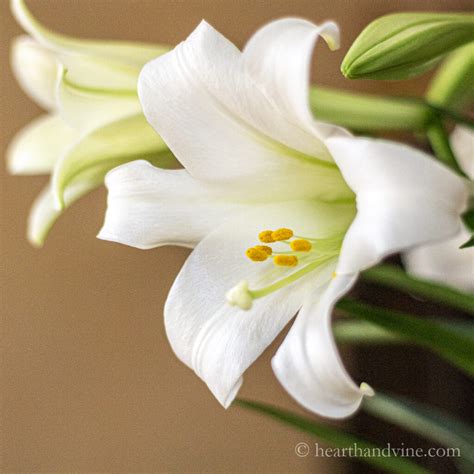 Easter Lilies, Their Meaning, and an Easter Centerpiece | Hearth and Vine