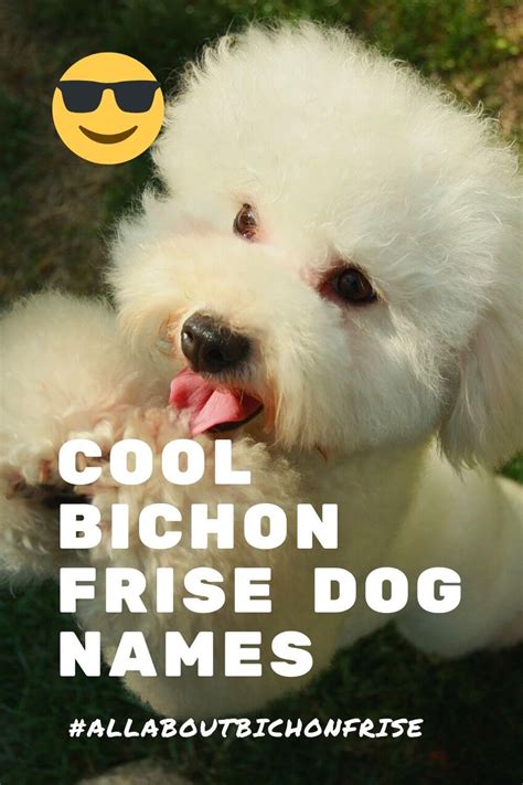 Cool Bichon Frise Dog Names | Bichon frise dogs, Dog names, Bichon ...