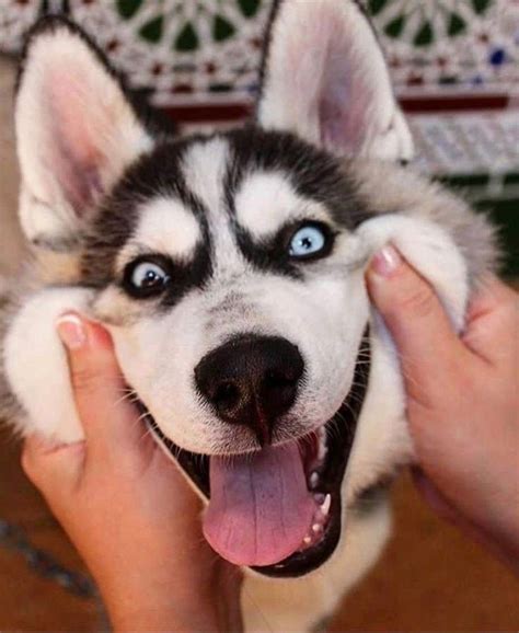 Funny husky photos in 2020 | Siberian husky dog, Husky funny, Dogs