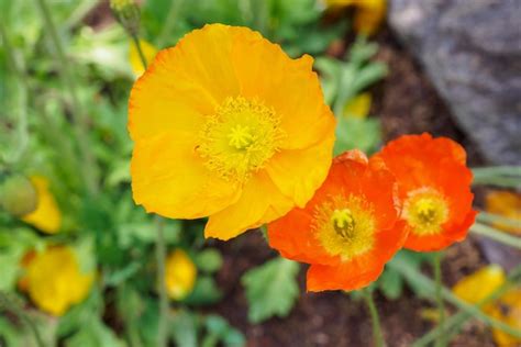 Premium Photo | Poppy flower in the garden