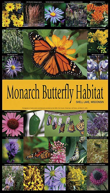 Monarch butterfly habitat poster | Monarch butterfly habitat, Butterfly habitat, Butterfly ...