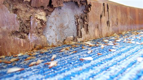 Should You Buy a Home With Termite Damage? | Bankrate