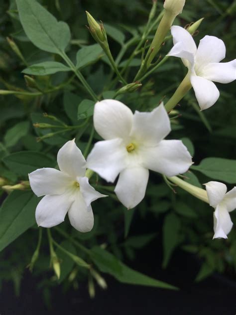 Jasminum officinale 'Grandiflorum' - Xera Plants