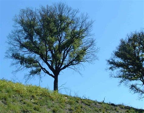 j.g. pausas' blog » Bark harvesting and Cork oak vulnerability to fire