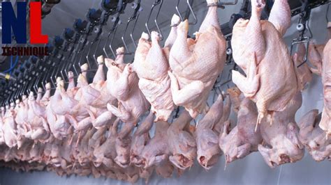 Chicken Slaughterhouse Process