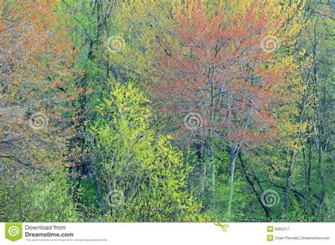 Early Spring Forest stock image. Image of natural, wilderness - 9365217