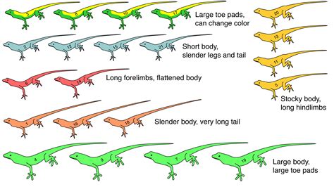 Anolis Evolution Classroom Exercise – Anole Annals