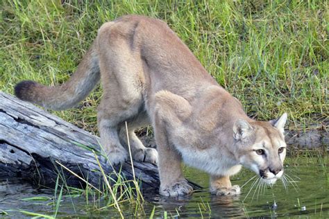 Mountain Lion (Puma concolor)