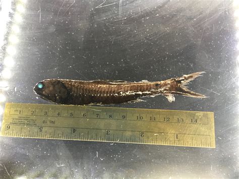 lanternfish – NOAA Teacher at Sea Blog