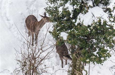 Deer in the snow stock photo. Image of intense, mountains - 109359988