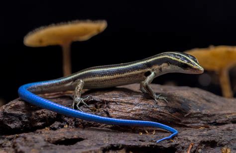 Pacific Blue Tailed Skink Care Guide - Reptile Cymru