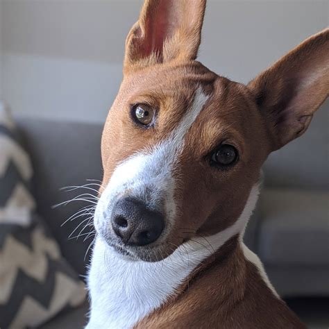 I’m convinced my girl is a Basenji-Border Collie mix. Anyone else see it? : Basenji