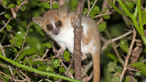 What Do Mouse Lemurs Eat?