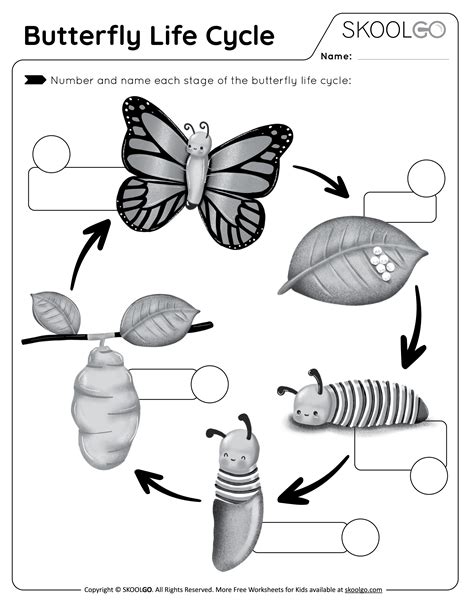 Butterfly Life Cycle - Free Worksheet - SKOOLGO