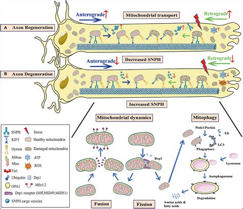 Frontiers | Mitochondrial Behavior in Axon Degeneration and Regeneration